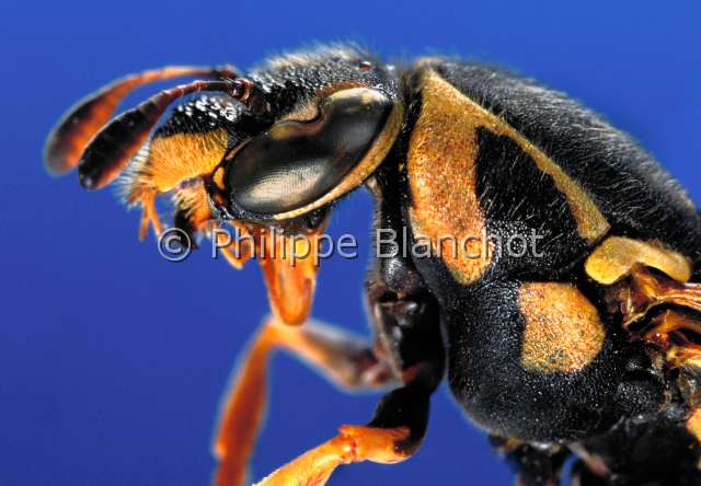 Pseudomasaris vespoides.JPG - in "Portraits d'insectes" ed. SeuilPseudomasaris vespoidesMasarine femellePollen waspHymenopteraVespidaeEtats Unis